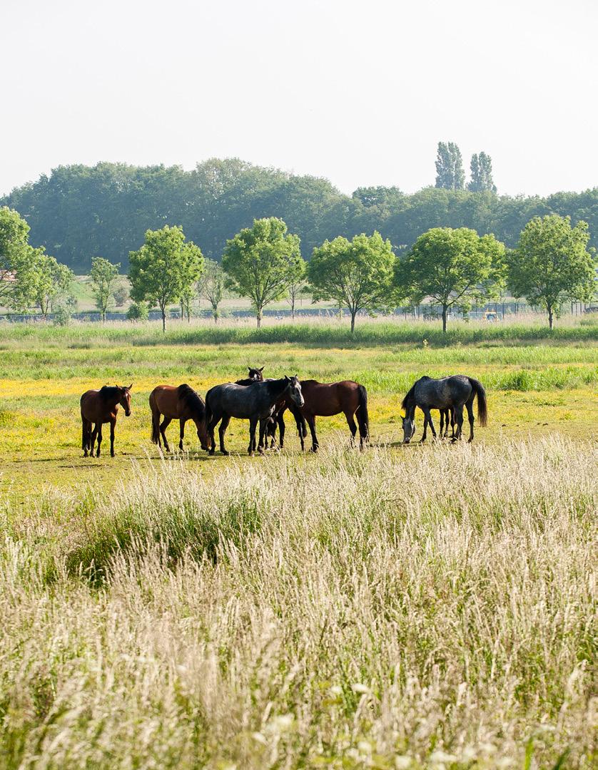 Naast de woonwijk ligt natuurgebied Dal van de Molenbeek. Hier lopen grote grazers vrij rond.