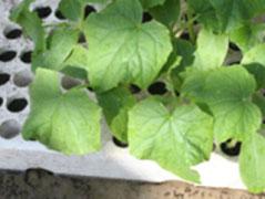 7 Eigen metingen met een thermische camera aan glasgroenten in een praktijkkas hebben echter aangetoond dat er grote temperatuurverschillen ontstaan binnen een plant.