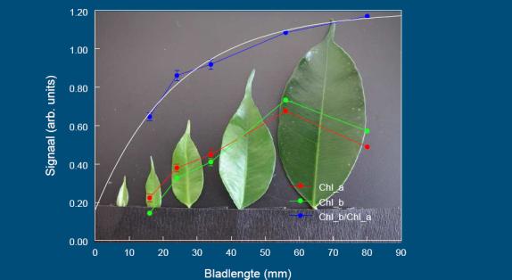 3 3 Ontwikkeling meetmethoden 3.1 Chlorofyl b/a Uit eerder werk aan tabaksplanten is gebleken dat de Chl b/a sterk afneemt bij oudere bladeren. Een volledig ontwikkeld blad heeft een Chl b/a van ca.