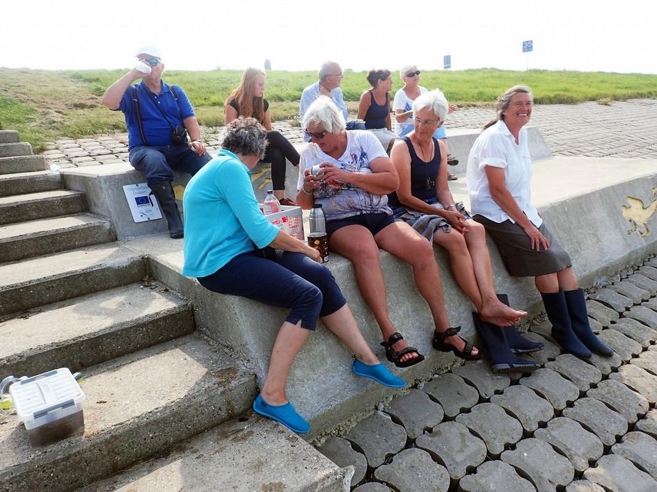 Bovenop de verst gelegen putdijk zat veel Gezaagde zee-eik. Tussen de bladeren zaten geelgekleurde Stompe alikruiken en Stekelhorens.