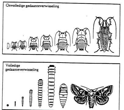 Voortplanting Meestal eieren, soms levendbarend (luizen in de zomer) Volledige