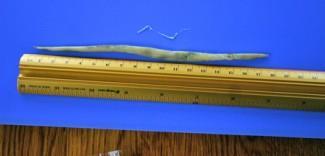 Paard Spoelwormen 25-50 cm lang, 0,5cm