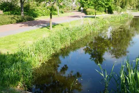 OEVERBEPLANTING Variatie in soorten die behoren tot een plantengemeenschap dat voorkomt bij een plasdras situatie.