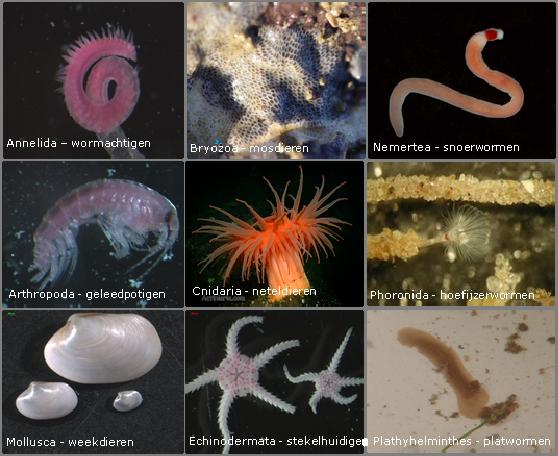 Voorbeelden van kenmerkende klassen van bodemdiersoorten in de Oosterschelde en Westerschelde De belangrijkste klassen die zijn gedetermineerd met een voorbeeld foto: Annelida, Bryozoa, Nemertea