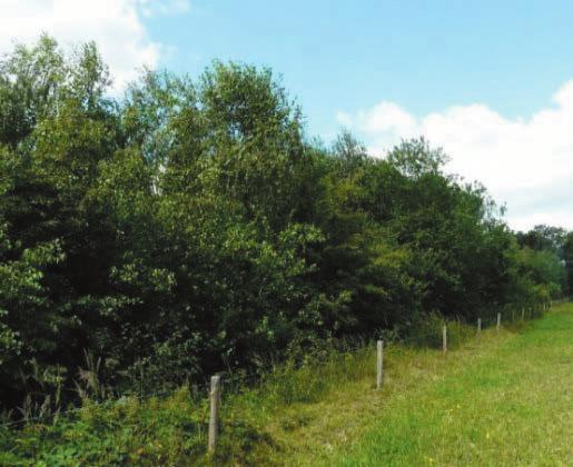 klwrt 100 Crataegus monogyna meidoorn 60/80 klwrt 550 aan te planten: 1,25 x 1,25 m in verschoven plantverband, gemengd. Onderhoud. Bomen in boomgaard.