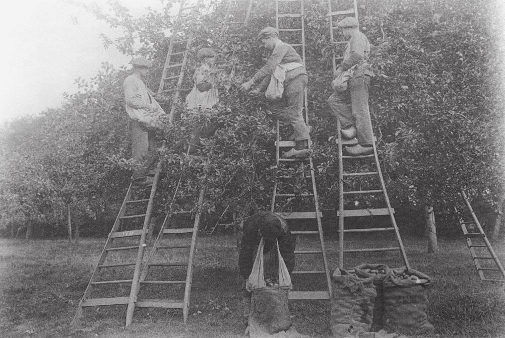 15. Appels plukken met de plukschort in de boomgaarden van de ZFM in Valckeslot. Om tot bovenin de hoogstambomen te kunnen plukken waren lange ladders nodig.