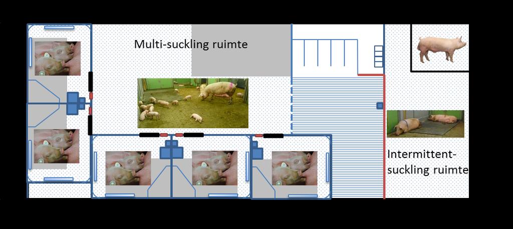 7 Lay-out van het groepskraamsysteem op VIC Sterksel De resultaten van de inventarisatie van succes- en risicofactoren van groepshuisvesting van kraamzeugen en hun biggen zijn gebruikt in de