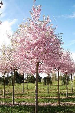 6 m vorm rond/bol kroon dicht PyrcalCh latijnse naam Pyrus calleryana