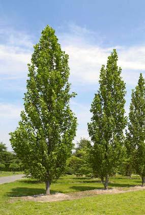 LirtulFa latijnse naam Liriodendron tulipifera 'Fastigiatum' nederl.