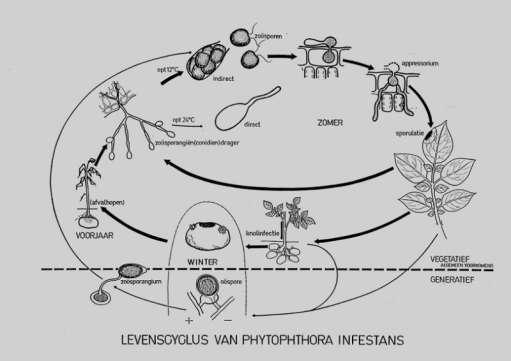 P. infestans Agressiviteit Snelheid waarmee de levenscyclus doorlopen wordt