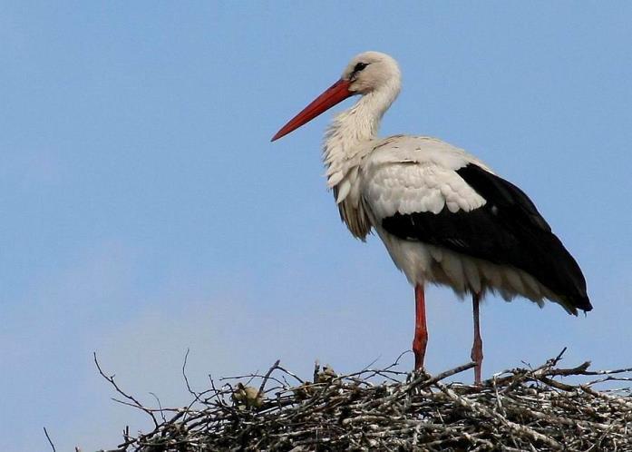 Ooievaar: Bij de vogels is de meest bijzondere waarneming naast de ijsvogel de ooievaar.