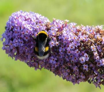 BEE DEALS In het project Bee Deals werkt een groot aantal ketenpartijen aan verbetering van de leefomgeving van de bijen.