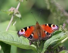 In het weekend van 3 & 4 augustus is de Nationale vlindertelling voor (privé) tuinen gehouden. Deze telling is bedoeld voor privé tuinen in stadswijken en dorpswijken.