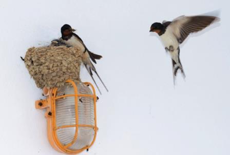 Als aankondiger van de lente wordt de boerenzwaluw door veel