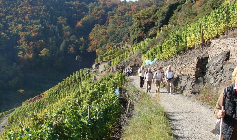 Wandelweek 11 t/m 17 september 2016 in het Ahrtal. In het oostelijke deel van de Eifel ligt de noordelijkste wijnstreek van Duitsland.