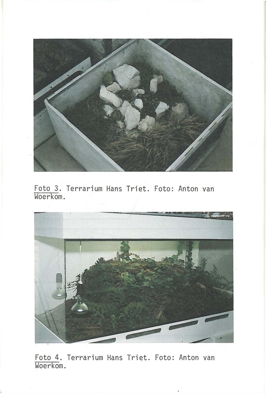 Foto 3. Terrarium Hans Triet. Foto: Anton van Woerkom.