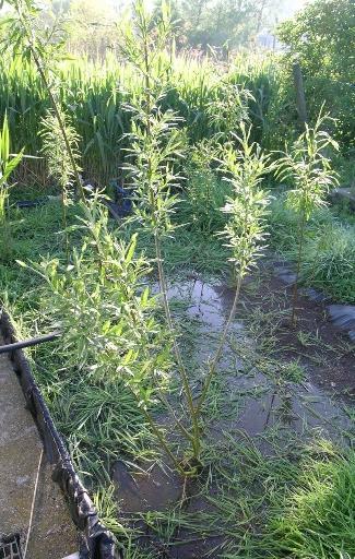 blijft ongewijzigd Vanaf 2007 : onderzoek met wilgenteelt op gemengd afvalwater - Gelijkaardige resultaten maar ook fosfor wordt deels