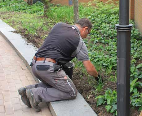 22 23 SCHOONHOUDEN IN PLAATS VAN SCHOONMAKEN Direct na aanplant en in het voorjaar