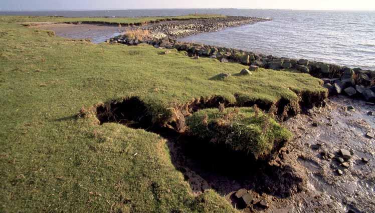 Met het ministeriële planten van heemst is het eiland Tiengemeten begin mei officieel teruggegeven aan de natuur.