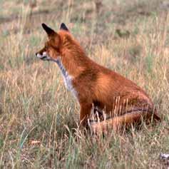 Omstreeks 1968 dook de Vos (Vulpes vulpes L., 1758) op in de duinen van Noord- Holland.