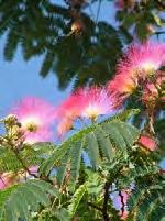 slaapboom met bloem (Prunus avium 'Plena') (Corylus avelana)