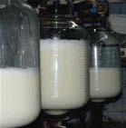 WS-Mais :De hoogste zetmeelopbr.ha! KWS-mais Nr. 1 in Melkproductie/ha! 44 De meeste melk per ha mais!