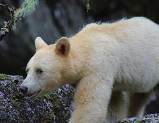 Al deze prachtige dieren leven in regenwoud met eeuwenoude bomen en prachtige fjorden. Voor de bomen, beren en andere dieren zijn de zalmen een onmisbare voedselbron.