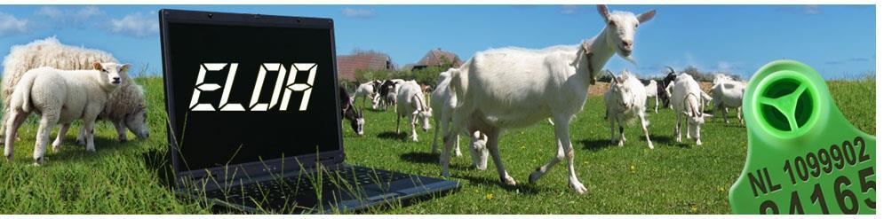 Fokwaarden van dieren geboren in 2013 730 d Slechtste 10% Beste 10% Melk, kg