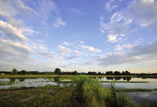 Verder is de voedselrijke bovengrond gedeeltelijk afgegraven.