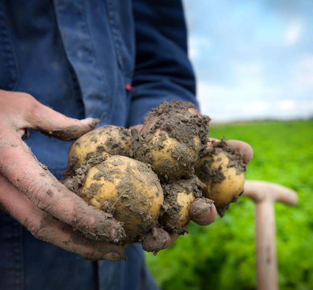 Agrifirm introduceert TopCote aardappel Onze nieuwe