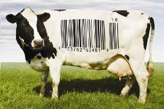 Opwerking van zuivel Gras is de groene bron: -direct eiwit uit gras -via de conversie met de koe (ook vierkantsverwaarding vlees) Door scheiden