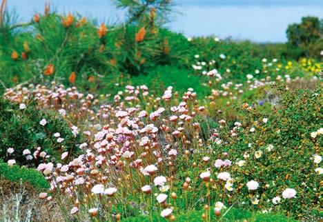 Monte Ruivo komen. De natuur loopt over van geuren en kleuren en we begrijpen waarom dit een natuurpark is. De lucht ruikt er naar lavendel en rozemarijn.