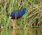 ROUTES EN PADEN CENTRUM 77 route van de ria formosa Van Faro tot Olhão langs het vogelparadijs. We caramboleren dromerig als vogels tussen de barrière-eilanden.