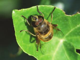 Over zweefvliegen De familie van de zweefvliegen (Syrphidae) behoort tot de orde van de tweevleugeligen (Diptera). Ze hebben twee vleugels in plaats van de vier, die hommels wespen en bijen hebben.