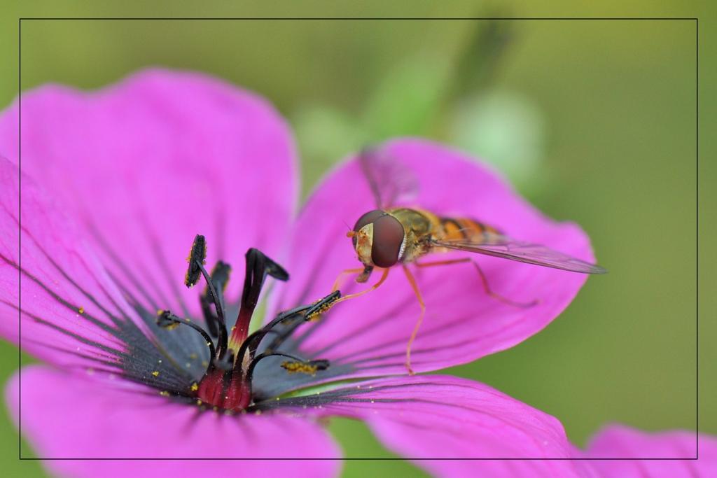 De pyjamazweefvlieg komt in bijna alle biotopen zeer algemeen voor. Dit mannetje (geen ruimte tussen de ogen) doet zich tegoed aan het stuifmeel van de bloem.