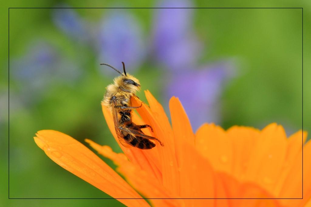 Dit is waarschijnlijk een mannetje pluimvoetbij. Deze bijen danken hun naam aan de bijzondere lange haarpluimen die het vrouwtje aan de achterpoten heeft.