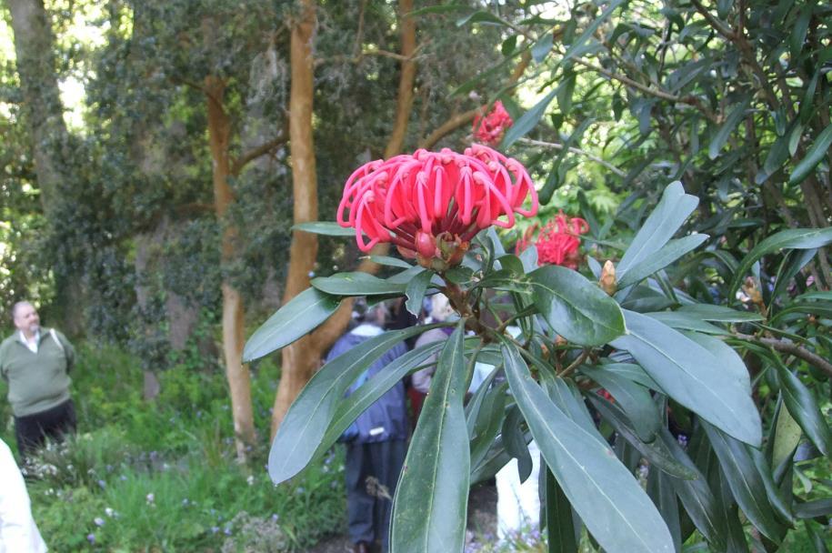 De volgende dag naar Tropical Centre in Panningen waar ze heel veel yucca -en palmen soorten verkopen. Er stonden honderden planten op kopers te wachten, voor elk wat wils.