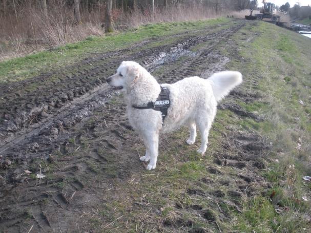 WIJ ZIJN EEN KLEINE KUVASZ FOKKER EN KENNEN DIT SPECIALE RAS AL VANAF 1985.