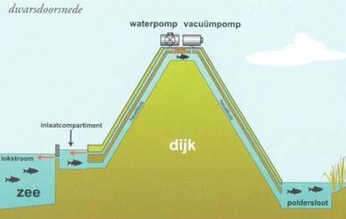 rioolwaterzuivering als voedsel voor