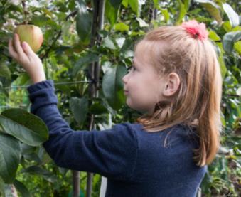 Appels plukken door de kinderen van groep 3 Maandag 25 september zijn de kinderen van groep 3 op excursie