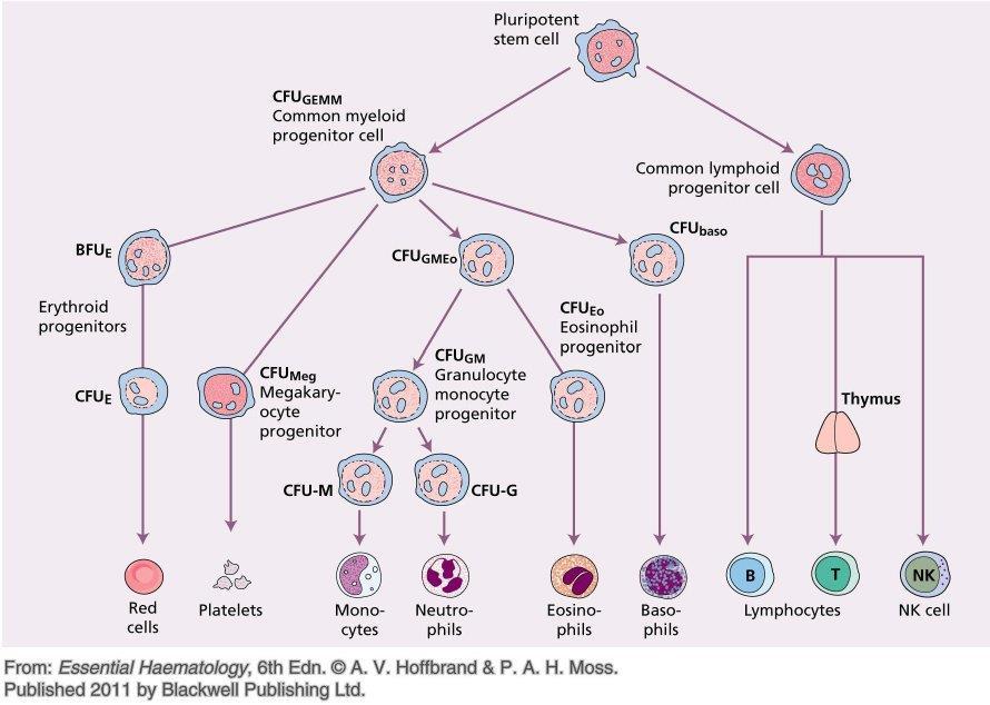 1. INLEIDING 1.1. Classificatie 1.1.1. Algemeen Myeloproliferatieve neoplasmata (MPN) zijn een groep van hematologische aandoeningen die op vlak van fenotype zeer heterogeen zijn.