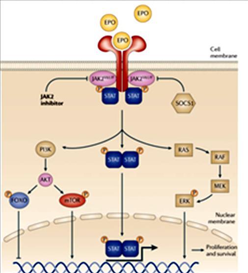 Op die manier wordt de cytokinegeïnduceerde activiteit van het JAK-eiwit gereguleerd (16, 33).