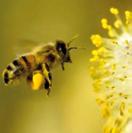 EM&TECHNOLOGIE "Dankzij uitwerpselen is het voedsel gemakkelijker opneembaar voor andere soorten" laagwaardiger hoogwaardiger We begrijpen dat een bloem bestoven moet worden voor het voortplanten van