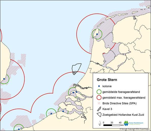 107 Grote stern Vanuit Nederlandse Natura 2000-gebieden kunnen broedende vogels van de Grevelingen en het Haringvliet in potentie kavel III bereiken (zie figuur 6.2).