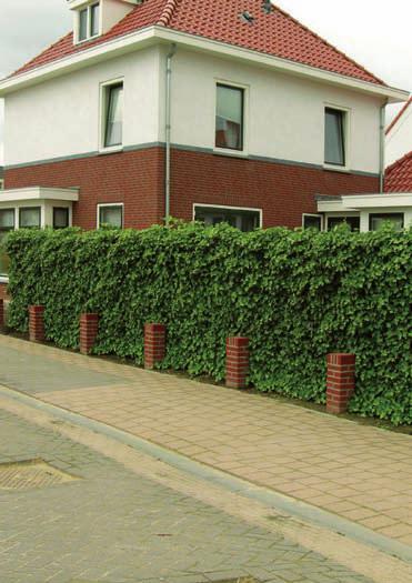 hedera wanden Aan beide uiteinden van het plein komt een hedera wand met een hoogte van ongeveer 1,50 meter. Hiervoor worden kant en klare klimopschermen toegepast.