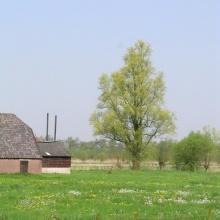 Cultuurhistorische waarde Een solitaire boom of bomengroep werd regelmatig in het weiland aangeplant als schaduw voor het vee of om het landschappelijke beeld compleet te maken.