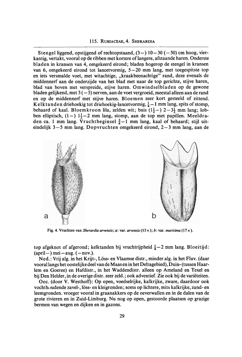 3 115. Rubiaceae, 4. Sherardia Stengel liggend, opstijgend of rechtopstaand, (3) 10 30 ( 50) cm hoog, vierkantig, vertakt, vooral op de ribben met kortere of langere, afstaande haren.