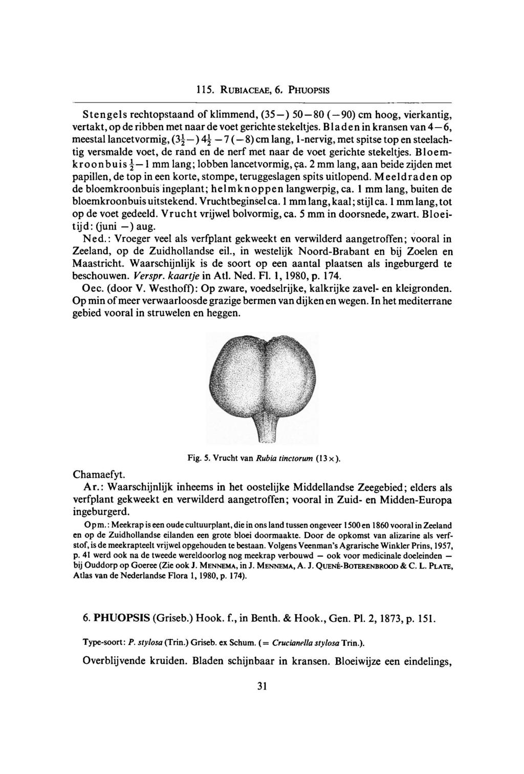 ook 115. Rubiaceae, 6. Phuopsis Stengels rechtopstaand of klimmend, (35 ) 50 80 ( 90) cm hoog, vierkantig, vertakt, deribben op met naar de voet gerichte stekeltjes.