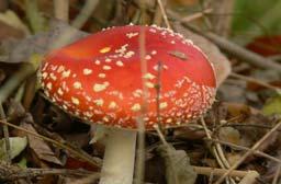 Dan is het heerlijk om buiten te zijn, in de tuin of gewoon voor een wandeling.