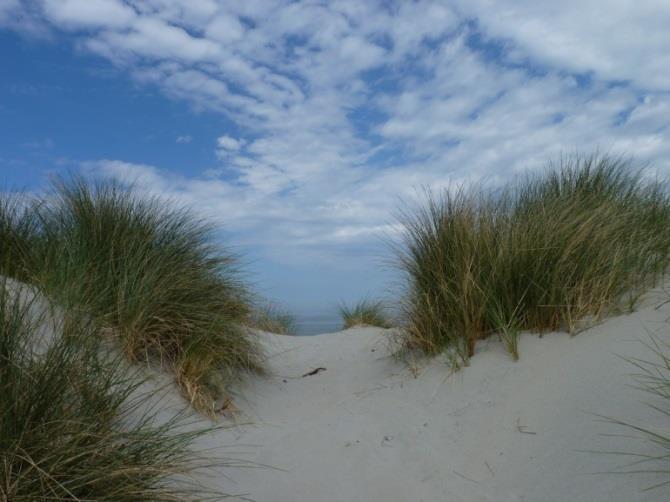 De aanwezigheid van de planten zorgt voor een lokale afremming van de wind, waardoor het zand kan afzetten en ook niet meer gemakkelijk wordt geërodeerd (Figuur 12).
